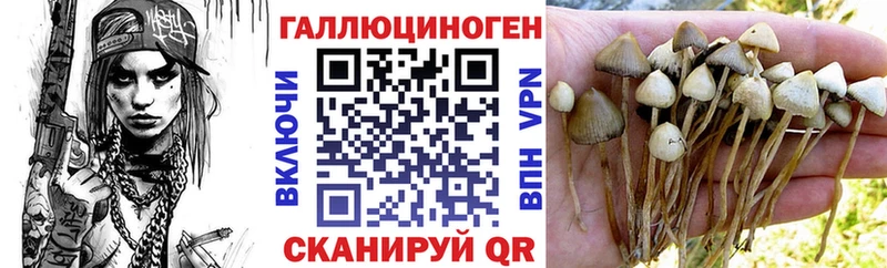 Галлюциногенные грибы Psilocybe  Купить закладки  Печора 